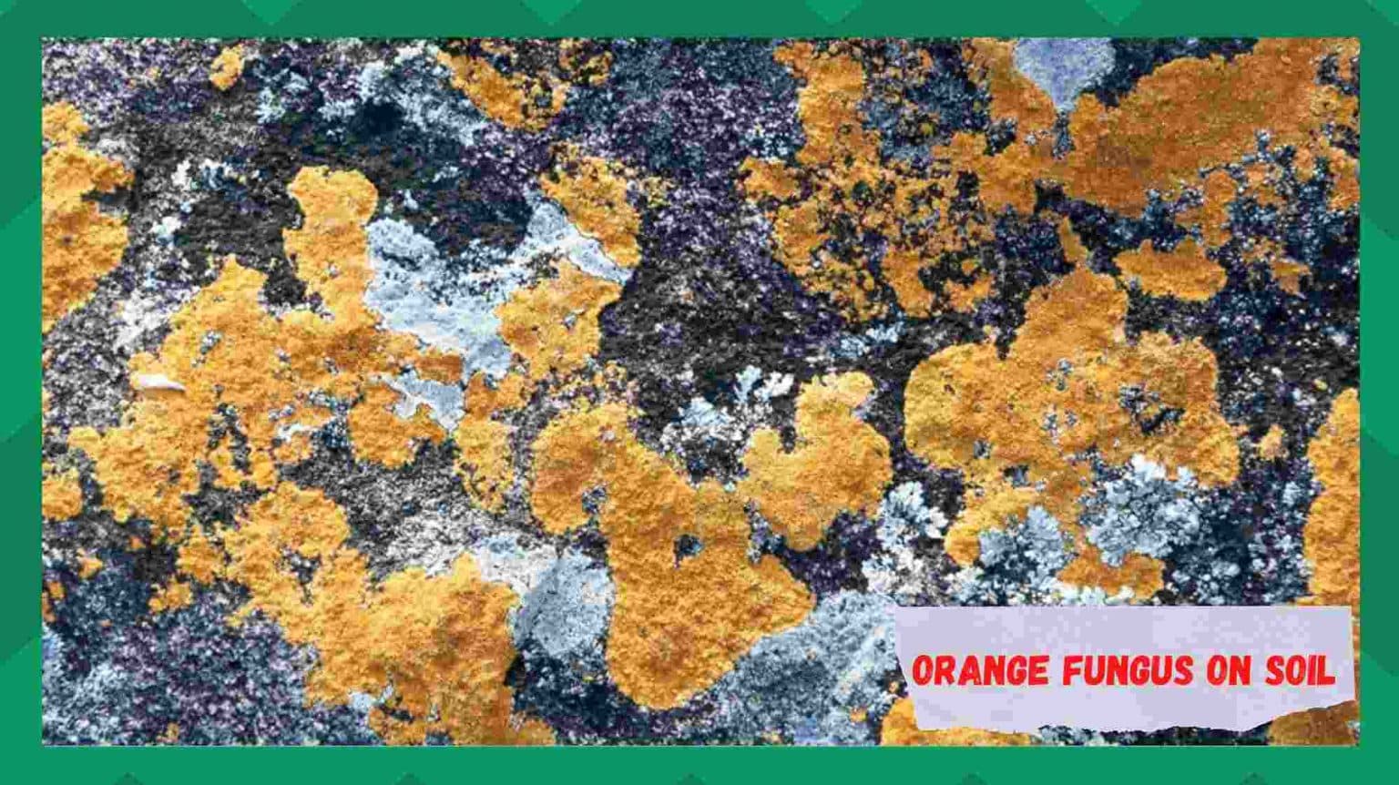 7 Tips For Dealing With Orange Fungus on Soil Farmer Grows