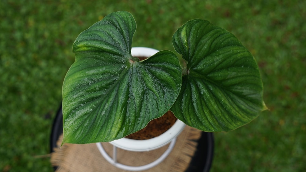 philodendron plowmaneii
