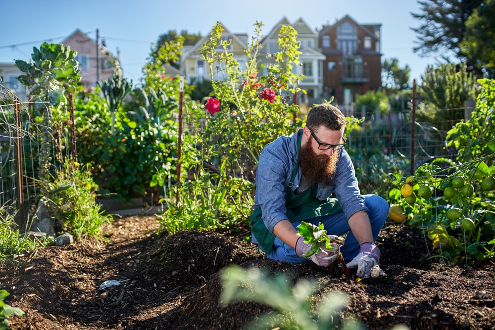 urban farmer seeds reviews