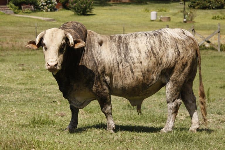 When Is a Bull Too Old To Breed? (Answered) - Farmer Grows