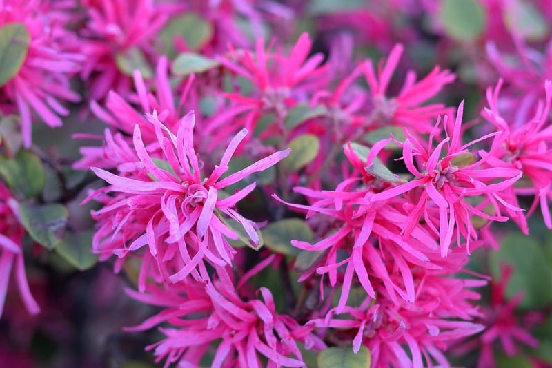 can loropetalum grow in shade