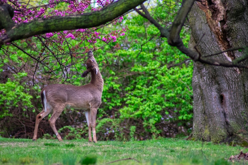 do deer eat vinca