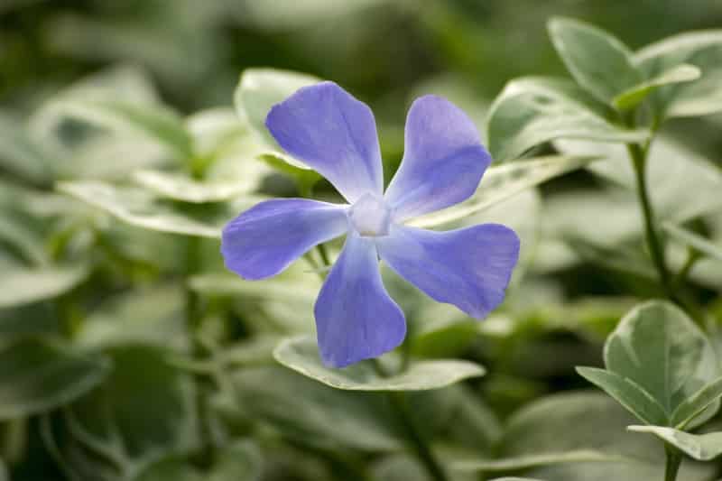 do hummingbirds like vinca