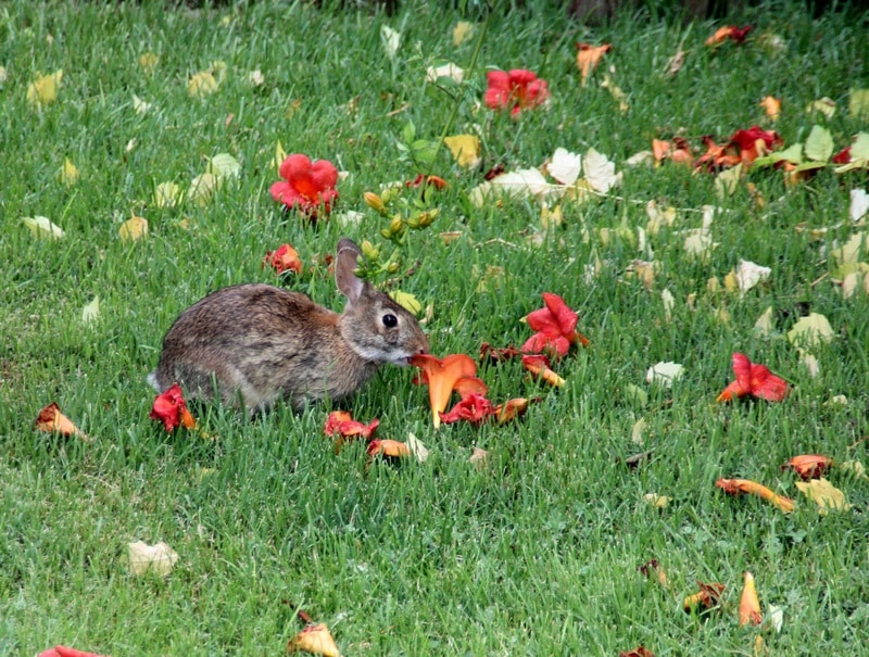 do rabbits eat vinca