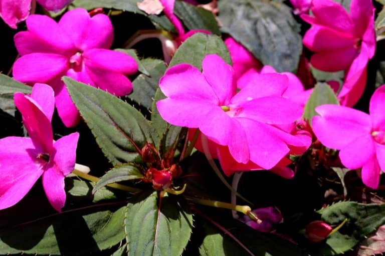 Do SunPatiens Come Back Every Year? (Answered) Farmer Grows