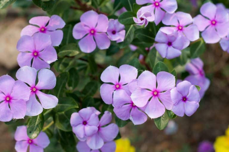 How Does Vinca Spread? (A Detailed Guide) Farmer Grows
