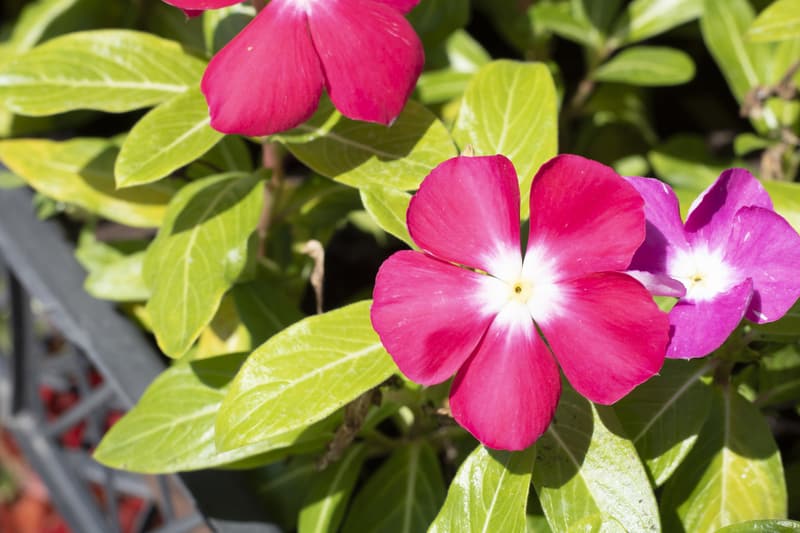 How To Get Rid of Vinca Vine? (Explained) Farmer Grows