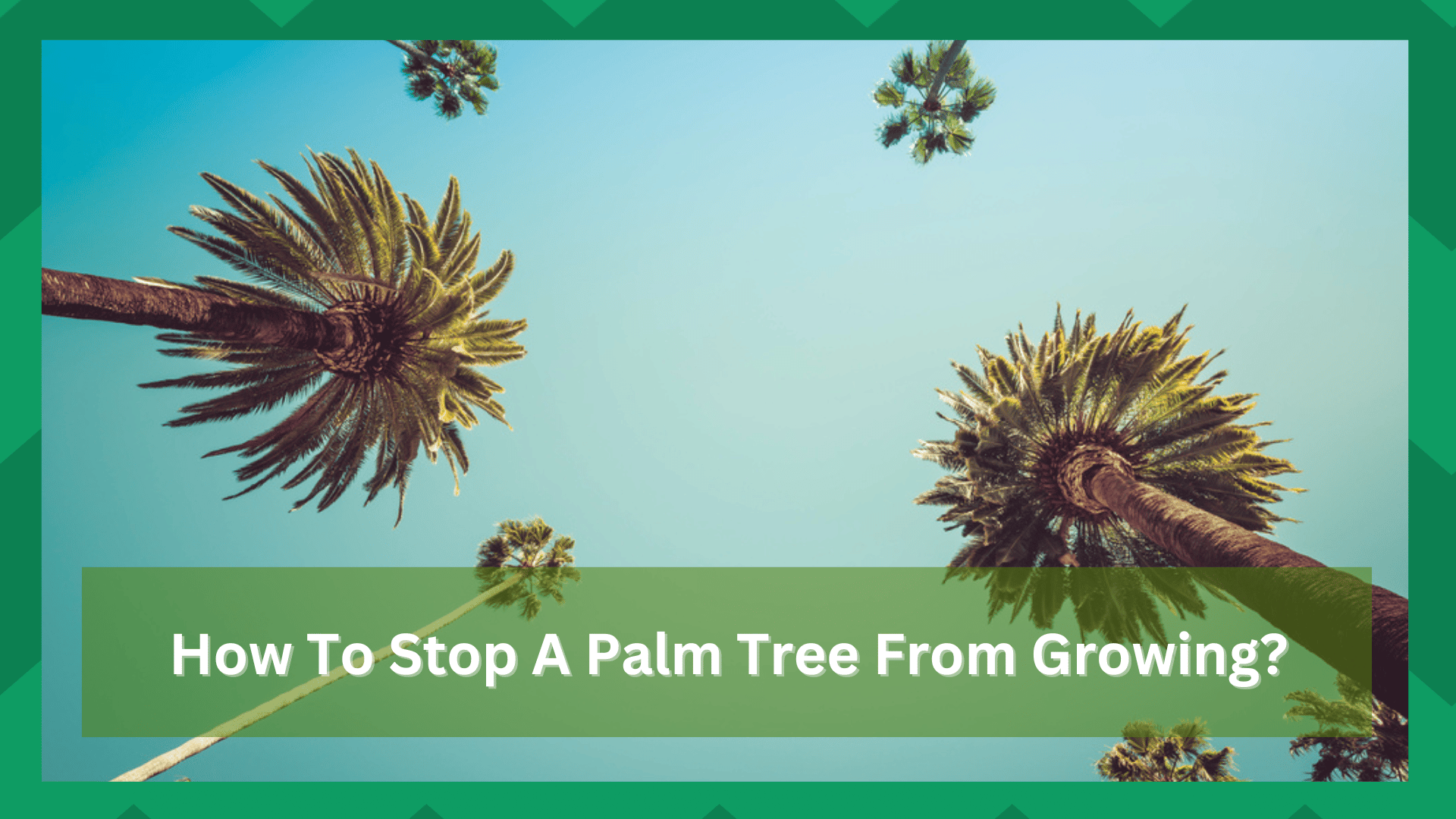 how to stop a palm tree from growing taller