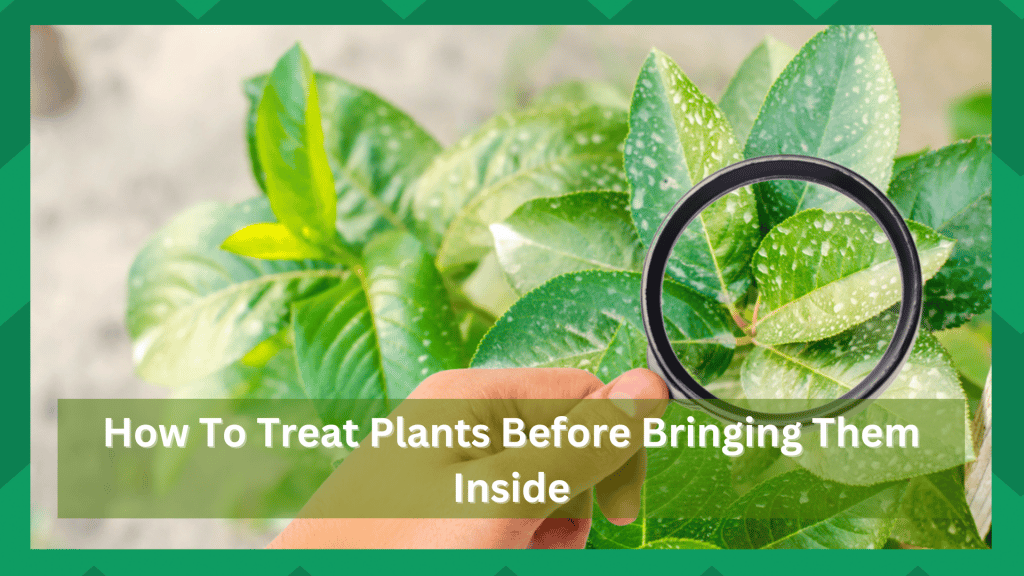 How To Treat Plants Before Bringing Them Inside? Farmer Grows