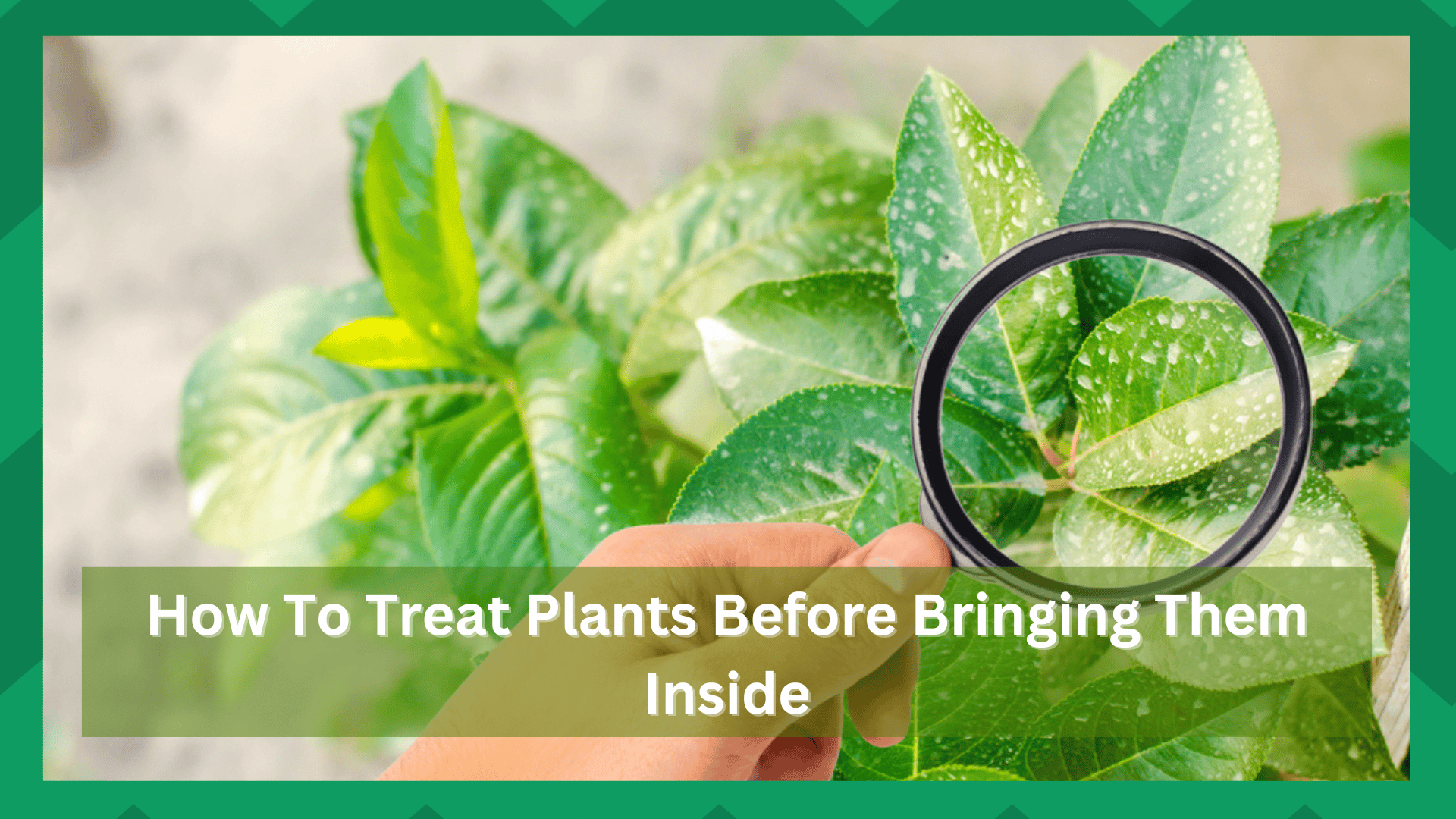 how to treat plants before bringing them inside