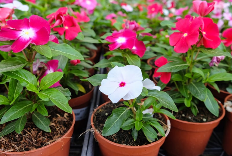 vinca in pots