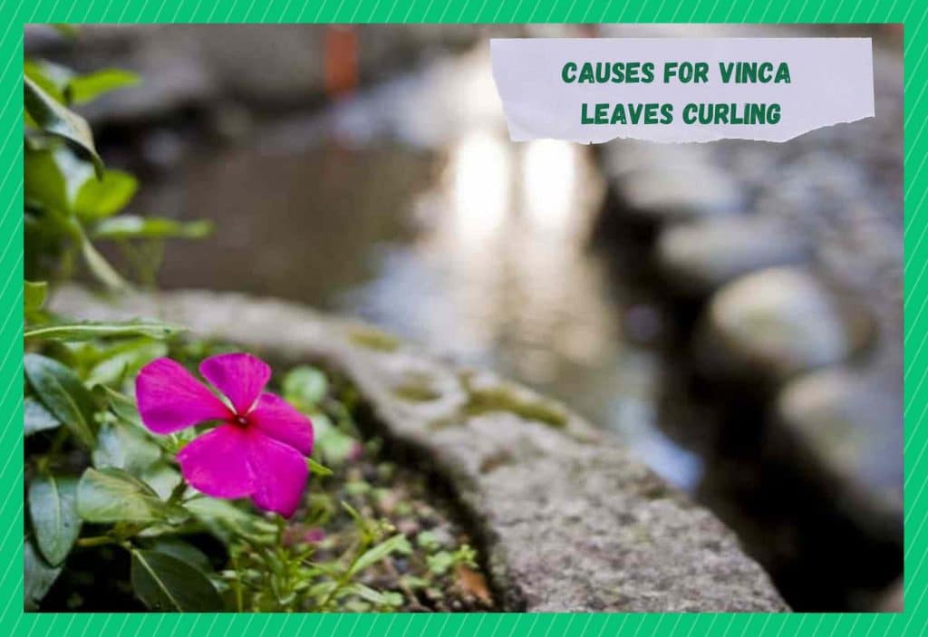 3 Reasons Why Your Vinca Leaves Are Curling Farmer Grows