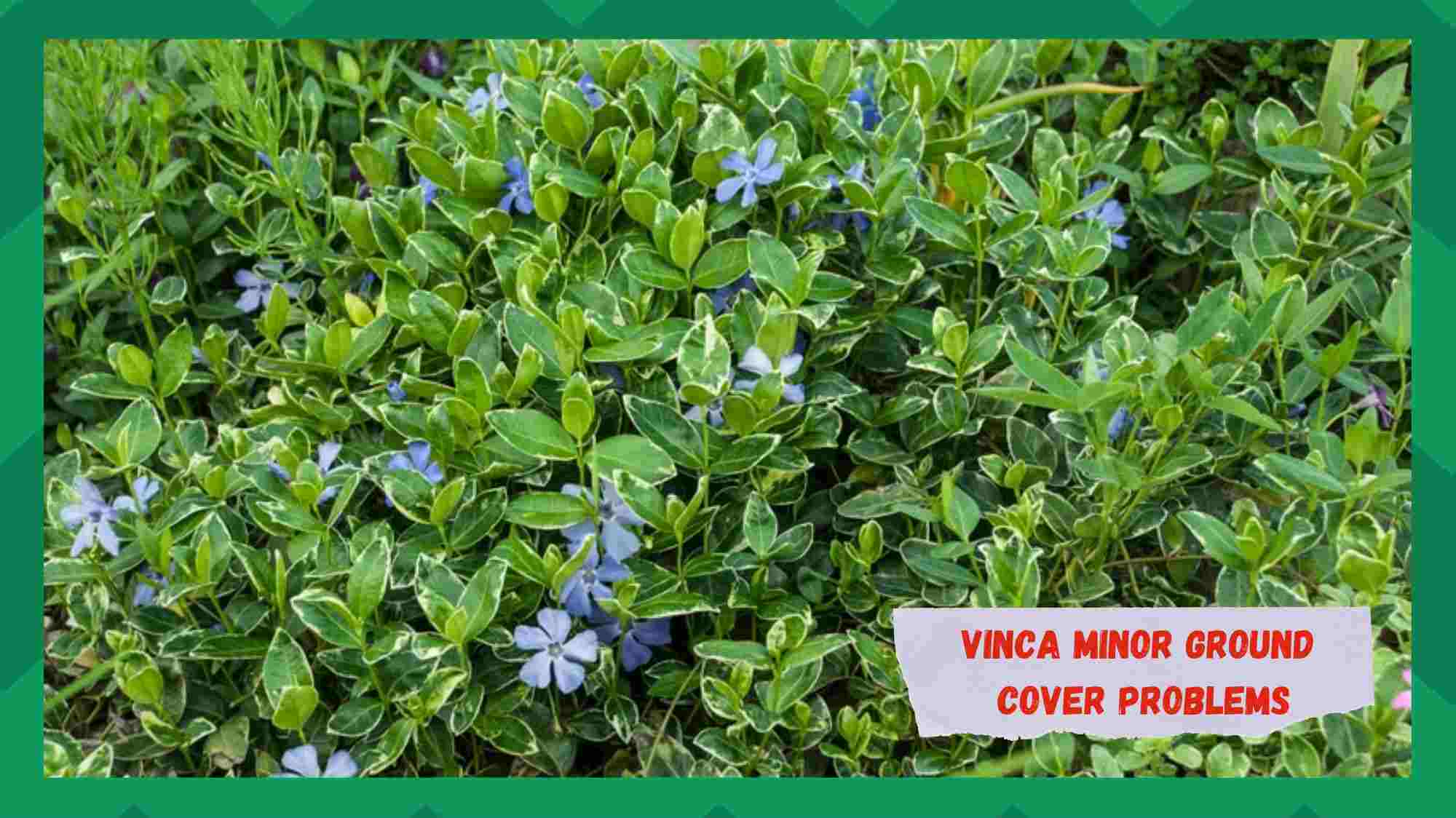 vinca minor ground cover problems