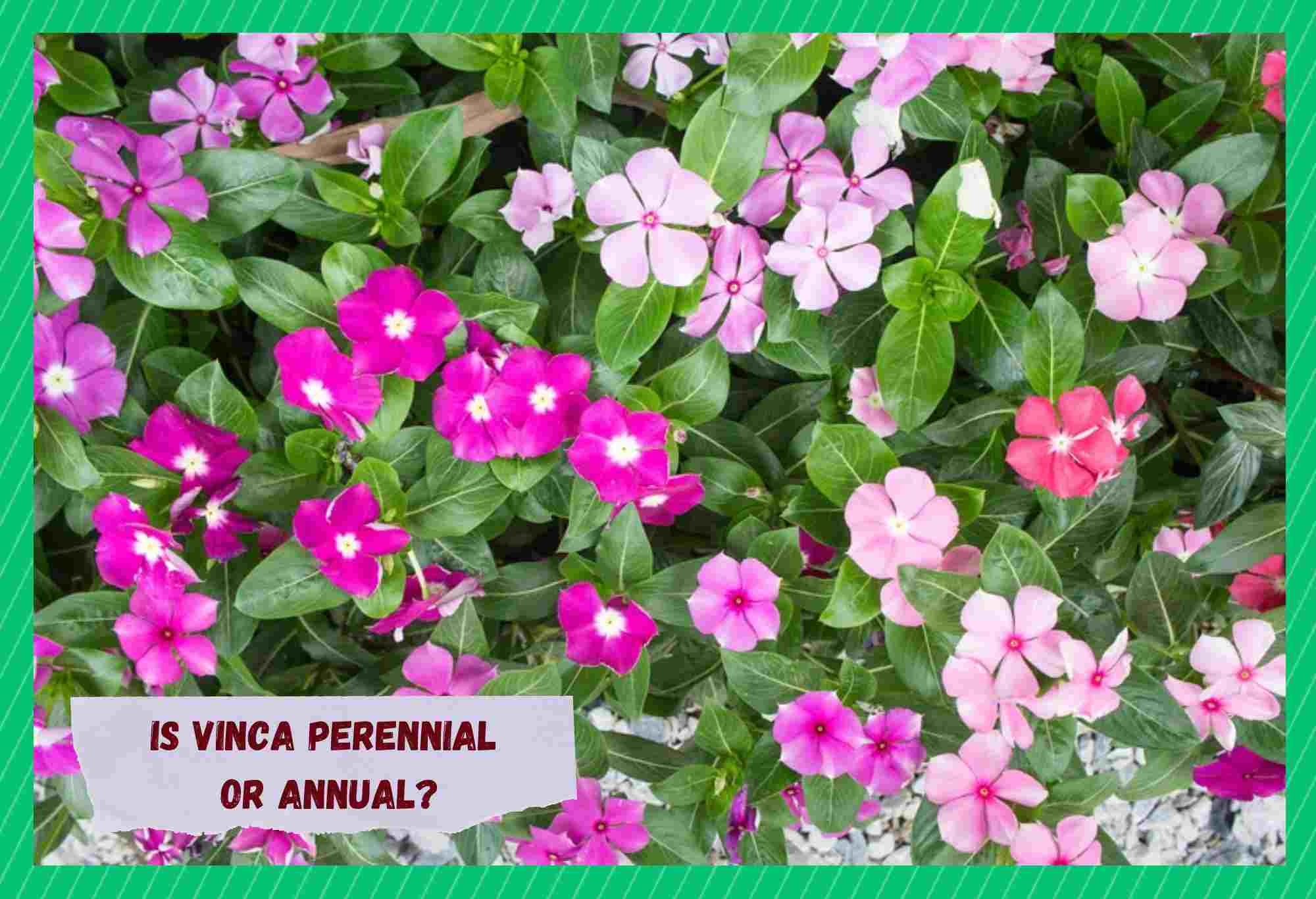 vinca perennial or annual