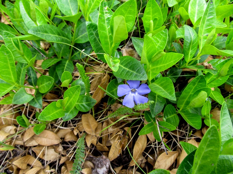 vinca sudden death