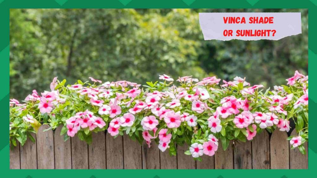 Vinca Sun Or Shade Where Should You Keep It? Farmer Grows