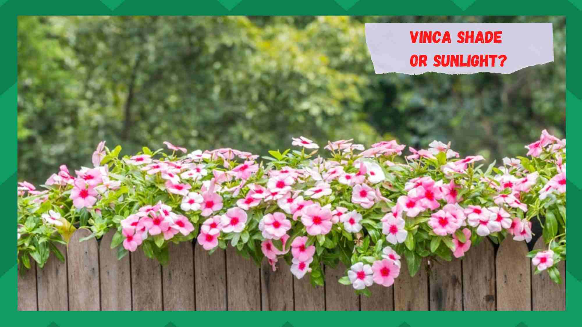 vinca sun or shade