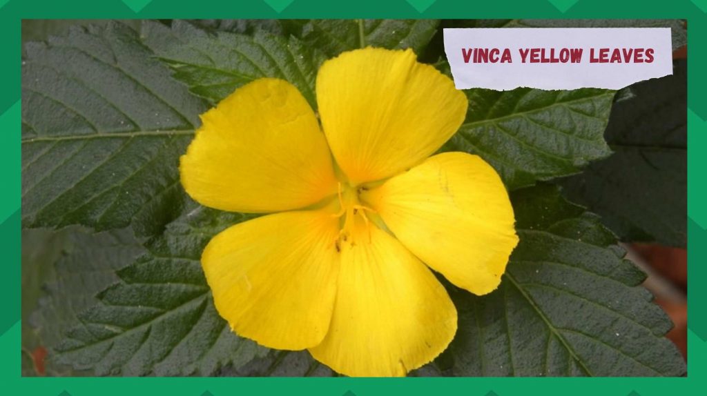 Why Are My Vinca Leaves Yellow? 4 Possible Reasons Farmer Grows