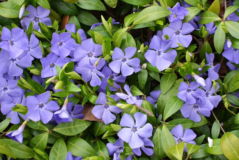 vinca