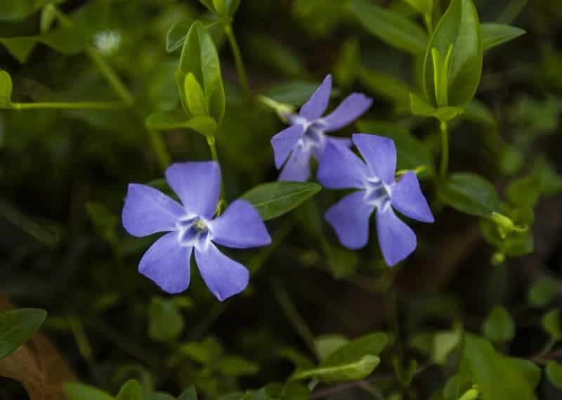 Why Are My Vincas Dying? (Answered) Farmer Grows