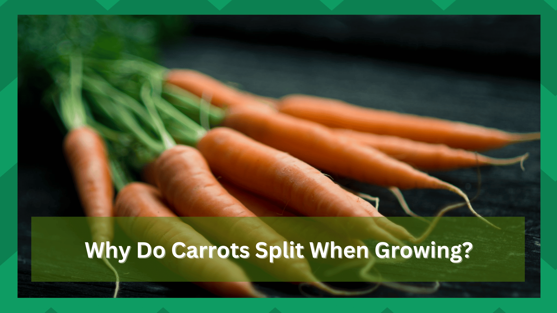 why do carrots split when growing