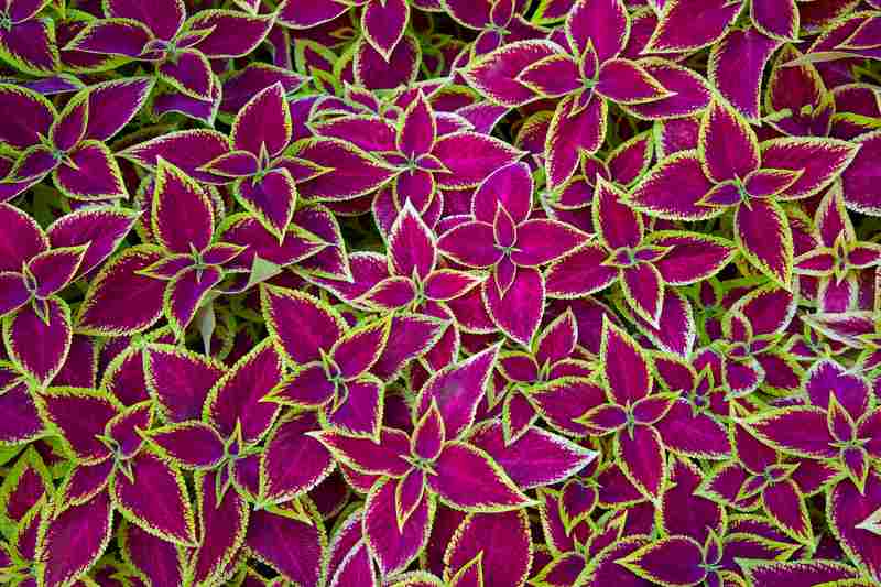 Coleus