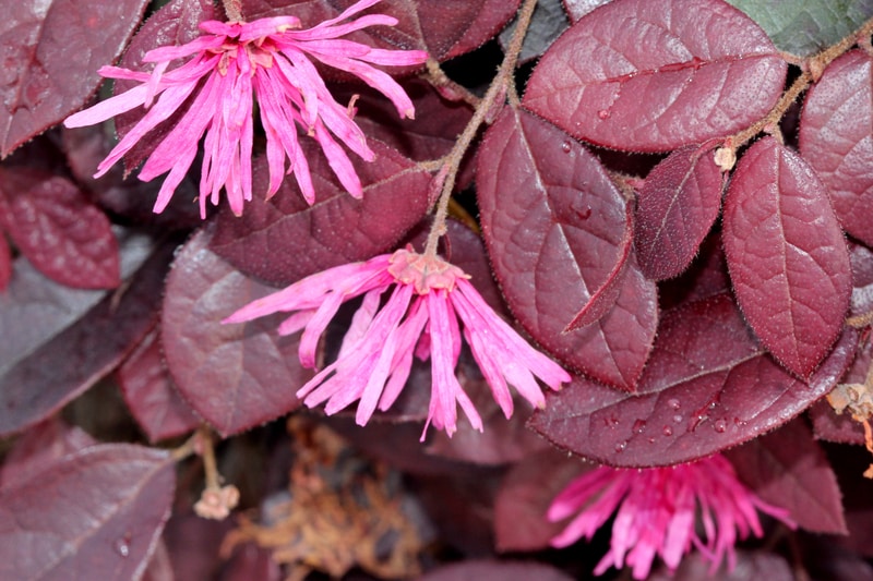 Do Deer Eat Loropetalum