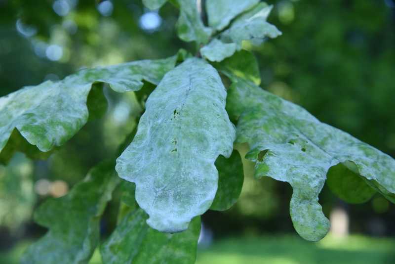 Fungus Spreading