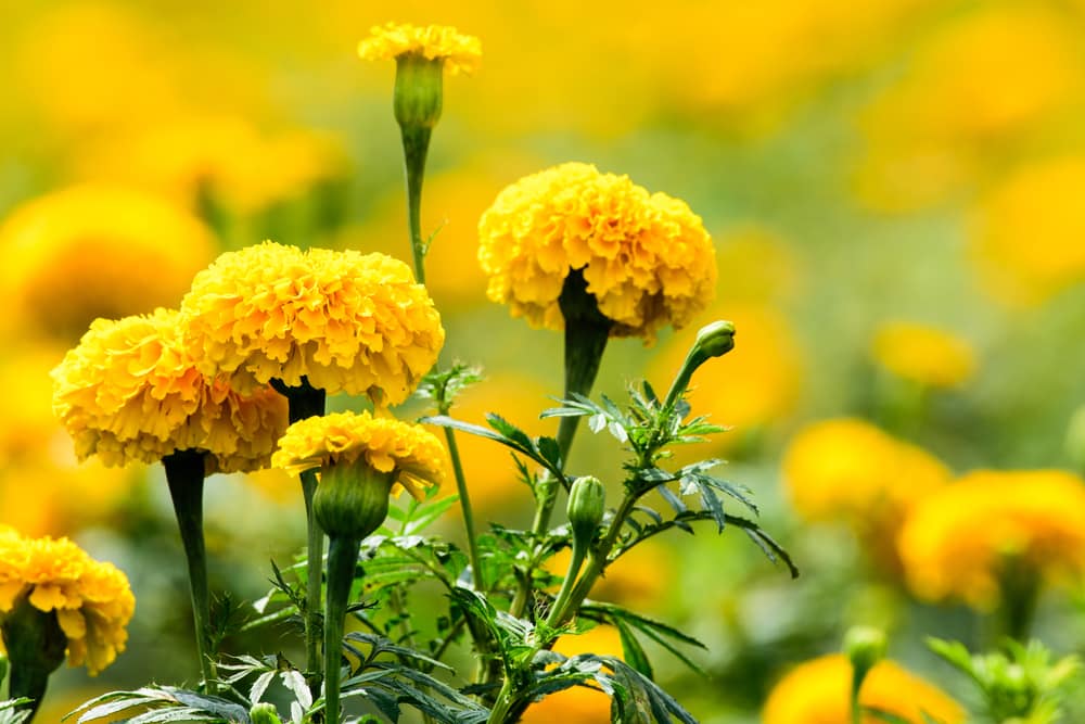 Marigold vs Mustard