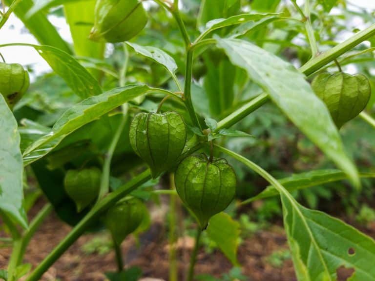 3 Reasons Why Tomatillo Leaves Are Turning Yellow Farmer Grows