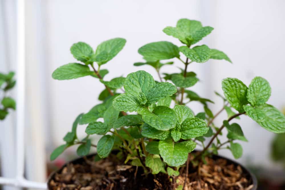 What Is Eating My Mint Plant