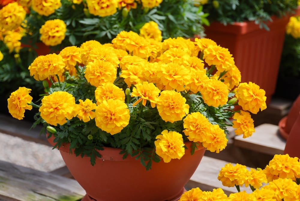 Will Marigolds Come Back