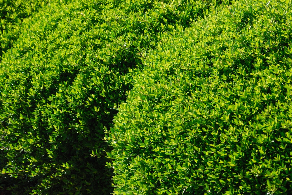 why-do-boxwood-shrubs-smell-like-cat-urine-farmer-grows