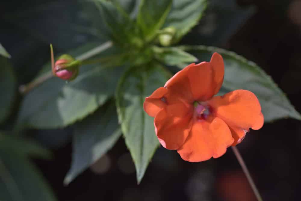 can sunpatiens grow in shade