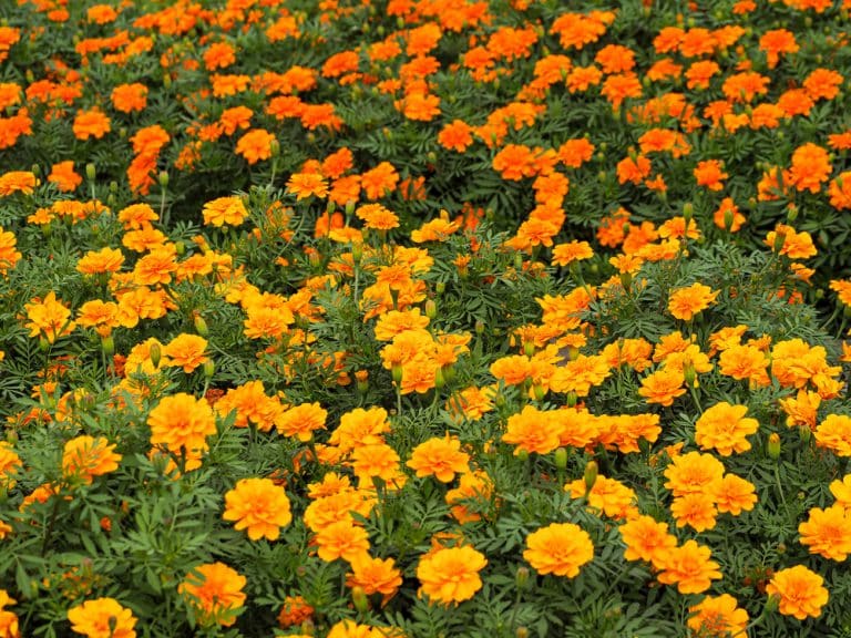 Do Deer Like Marigolds? (Answered) Farmer Grows