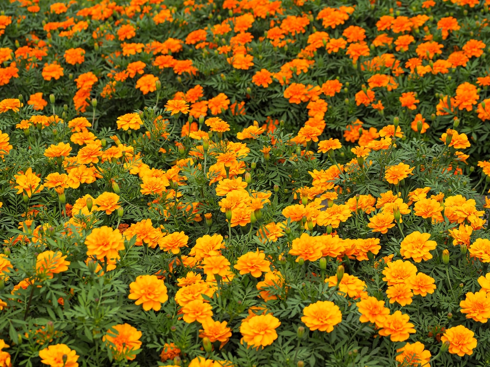 do-deer-like-marigolds-answered-farmer-grows