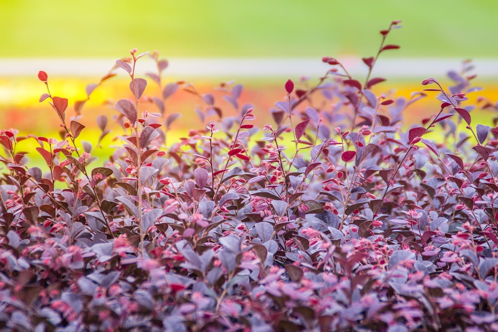 do loropetalum lose their leaves