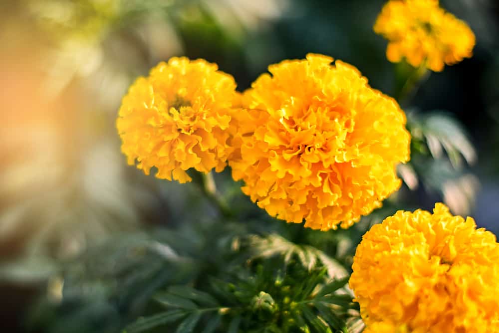 do marigolds keep rabbits away