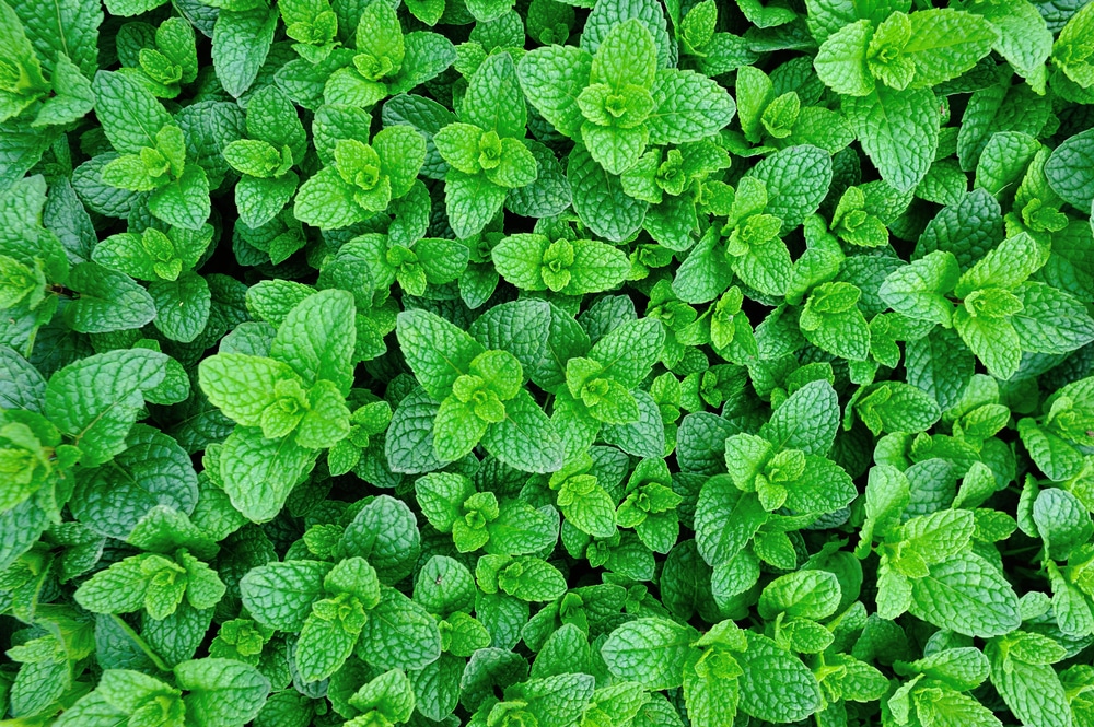 does mint grow back every year