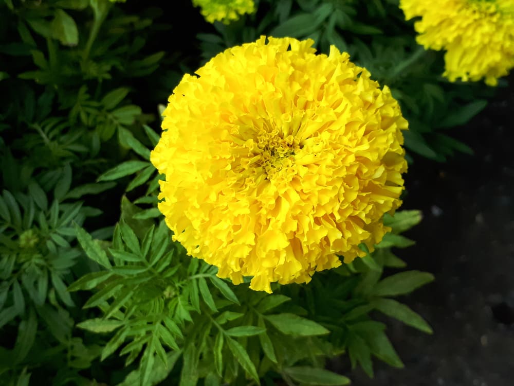 french vs mexican marigold