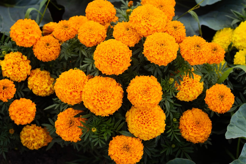 How Long Do Marigold Seeds Last Answered Farmer Grows