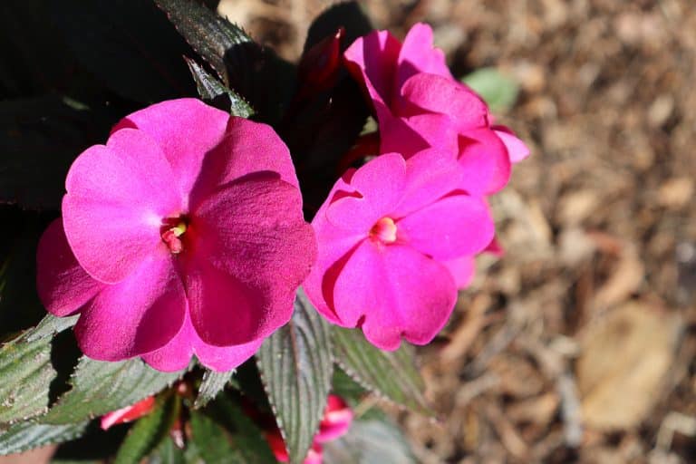How Tall Do SunPatiens Get? (Answered) Farmer Grows