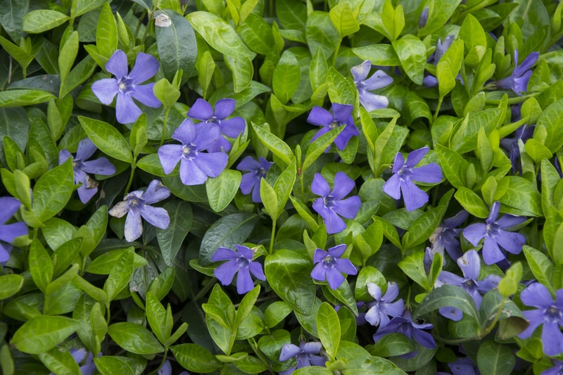 how to collect vinca seeds
