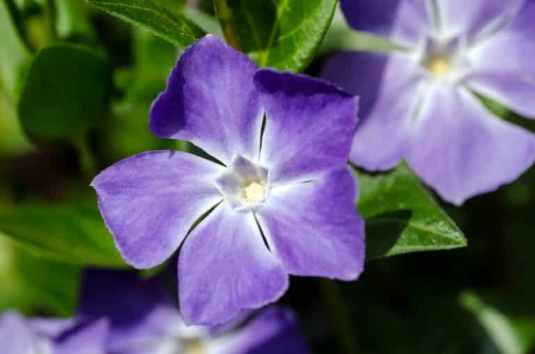 How To Keep Vinca from Getting Leggy? (Explained) Farmer Grows