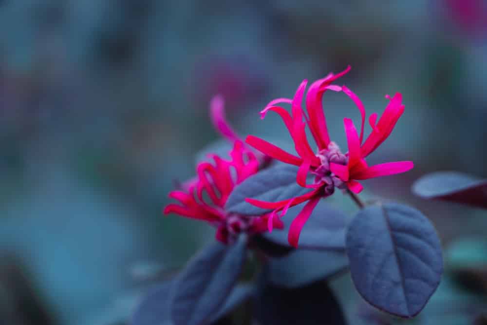 loropetalum bloom time