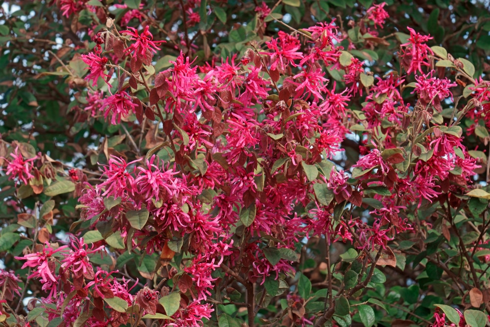 loropetalum crimson fire vs purple diamond