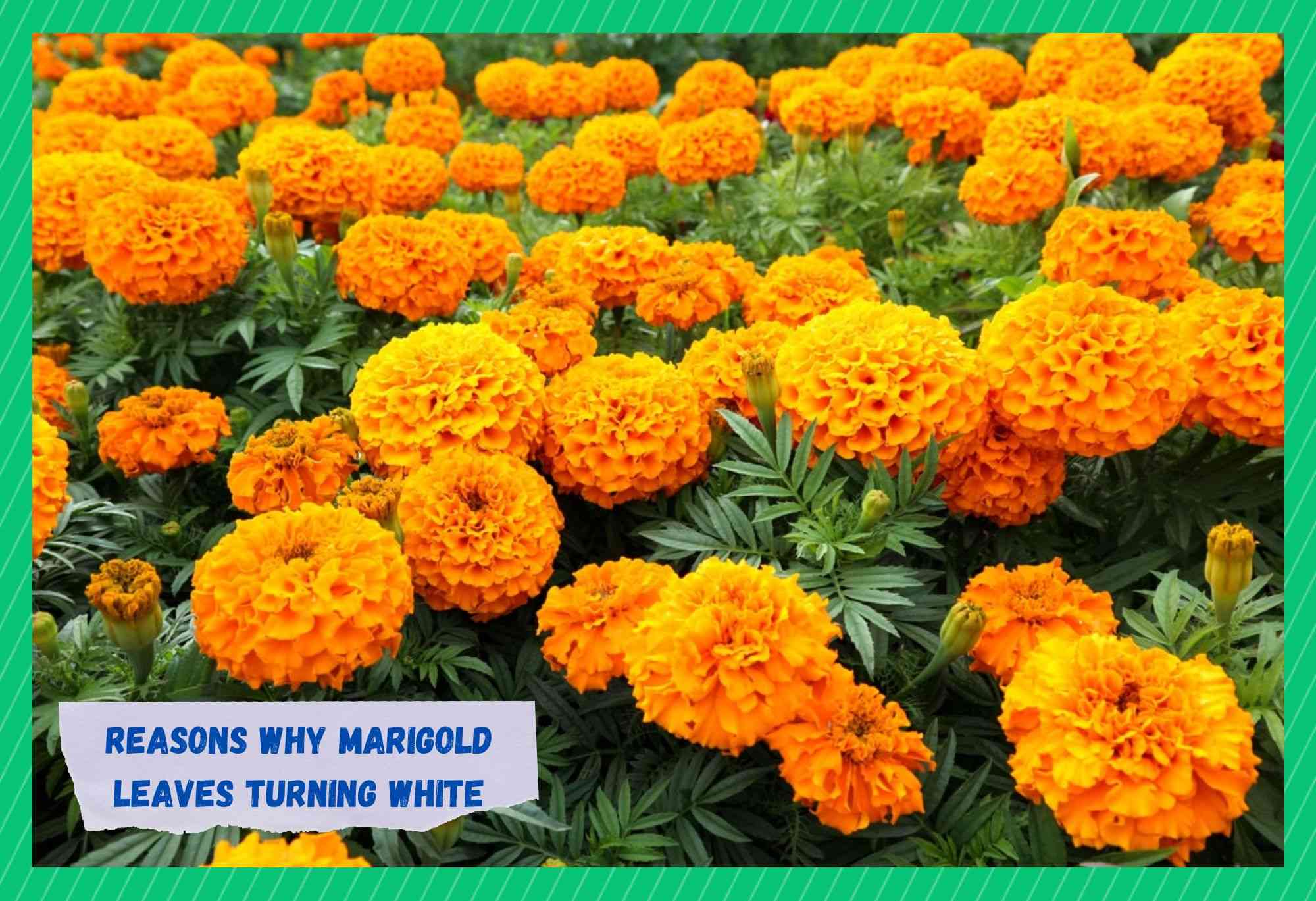 marigold leaves turning white