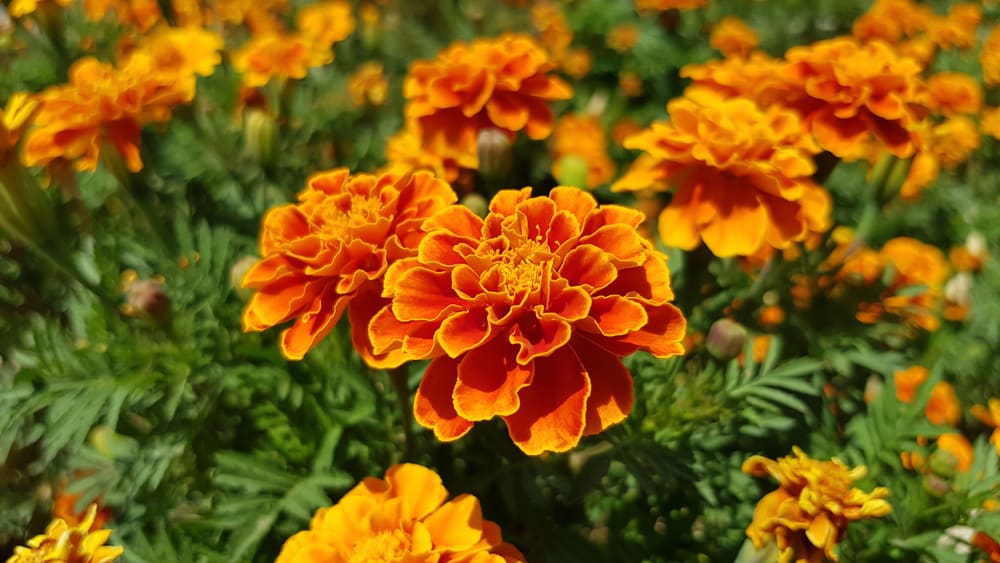 marigold not flowering