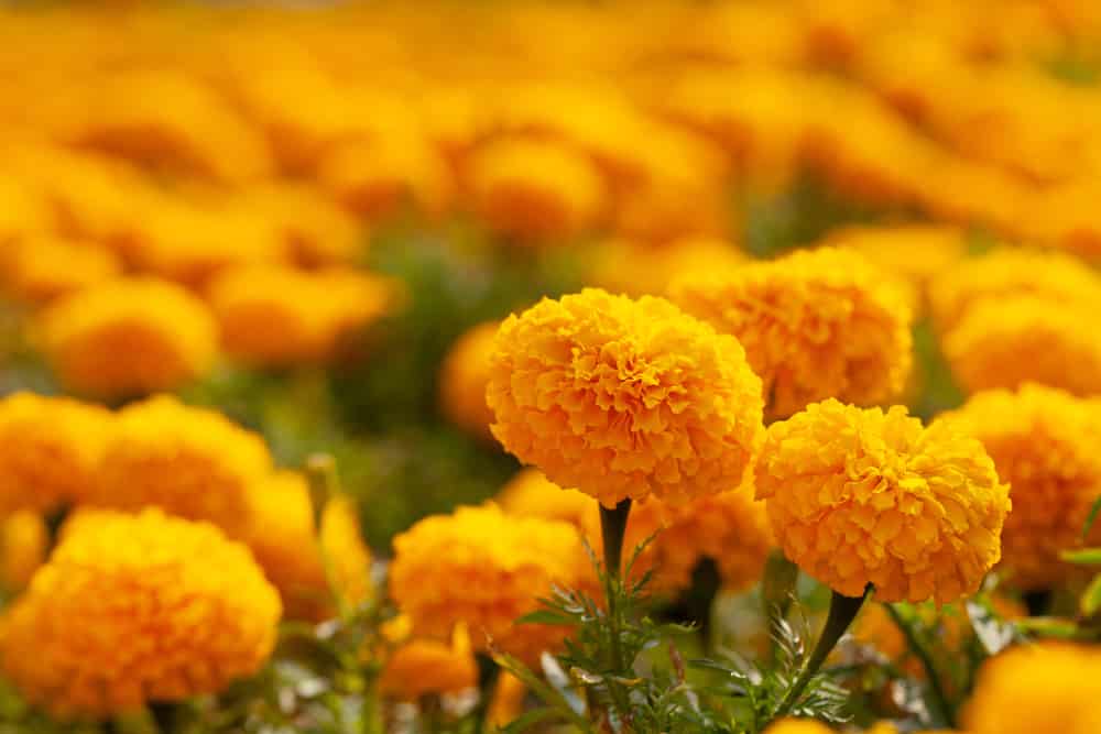 marigold seedlings not growing