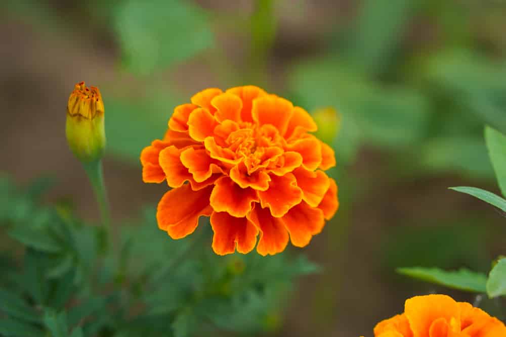 marigold vs carnation